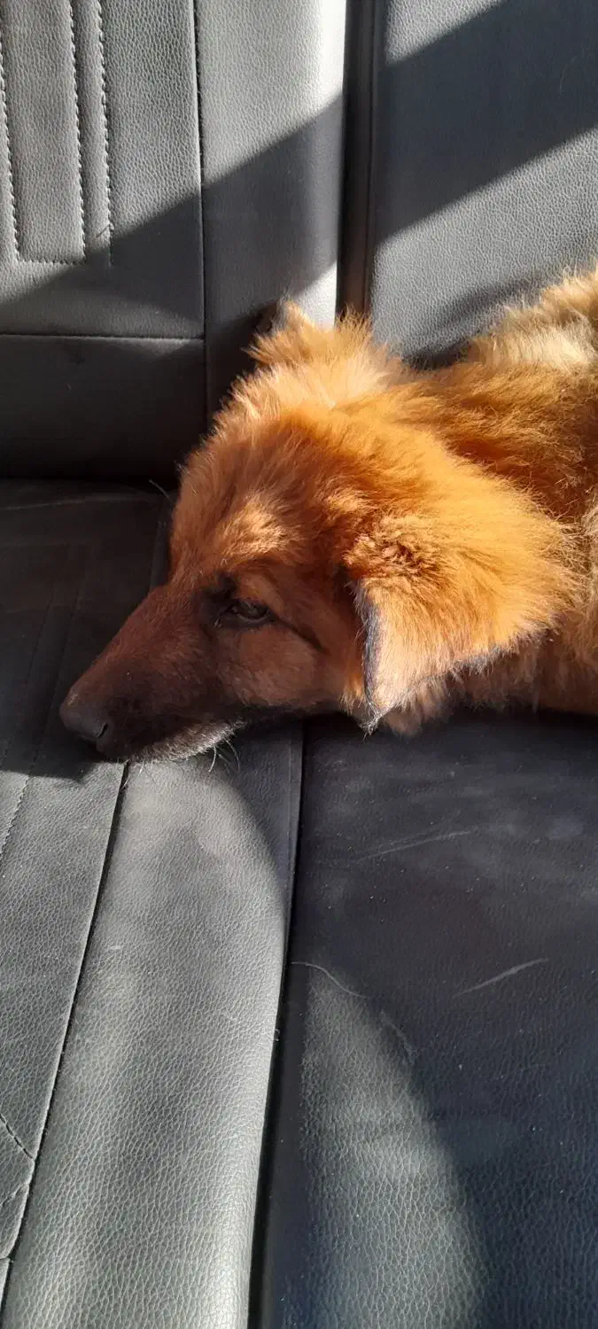 شاه توله ژرمن|سگ|تهران, جوادیه تهرانپارس|دیوار