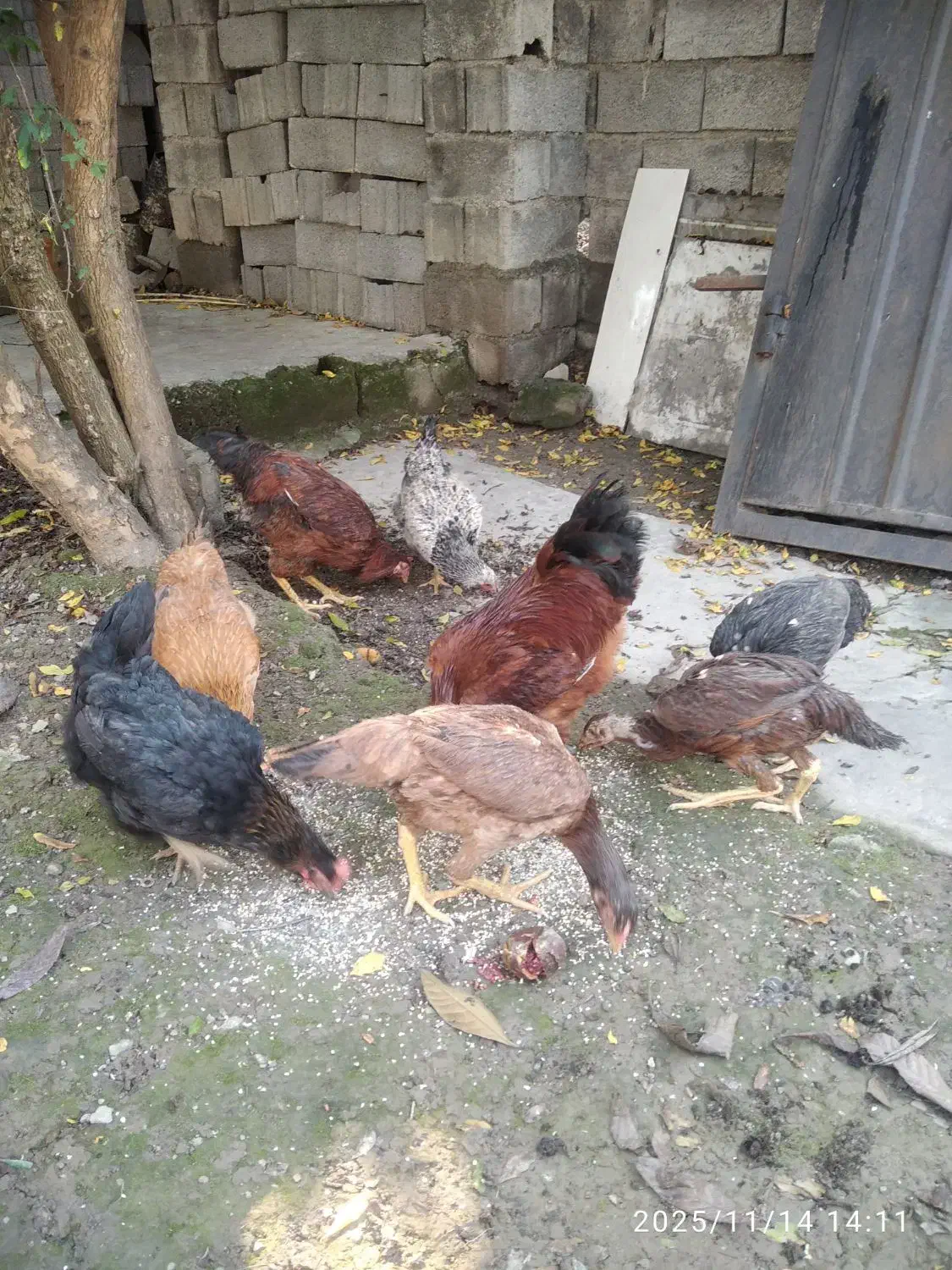 مرغ و خروس محلی|حیوانات مزرعه|بابکان, |دیوار