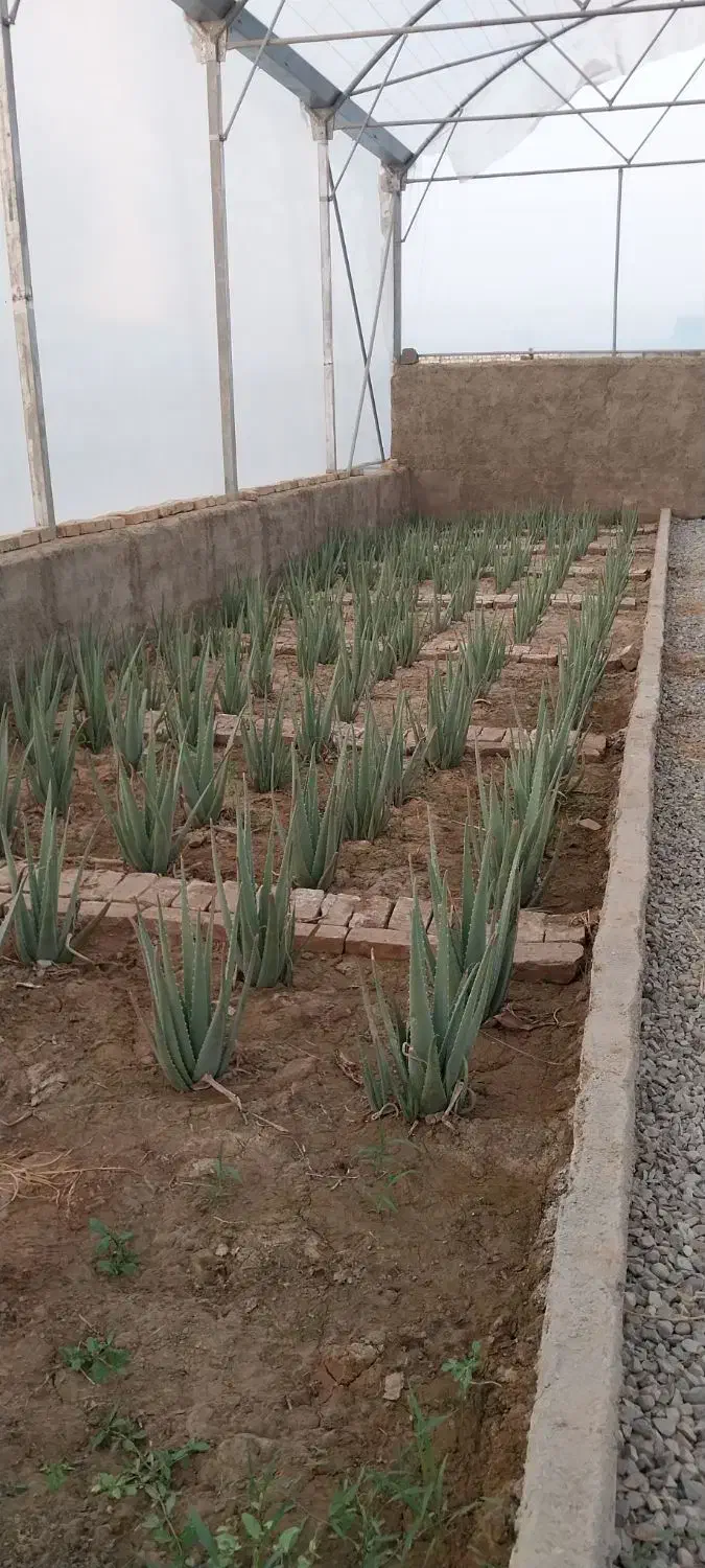 آلوئه ورا|گل و گیاه طبیعی|خاوران, |دیوار