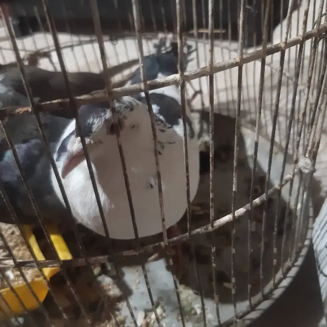 کبوتر|پرنده|رفسنجان, |دیوار