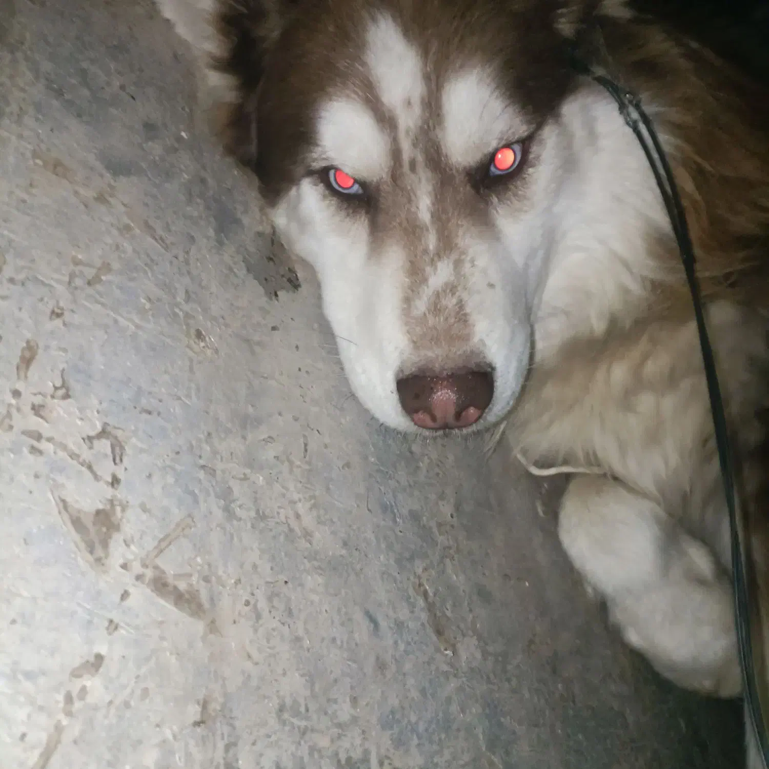 حیوان خانگی|سگ|تربت جام, فاز ۲ فرهنگیان|دیوار