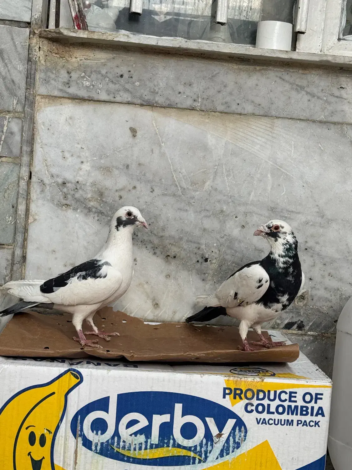 کفتر|پرنده|شیراز, تندگویان|دیوار