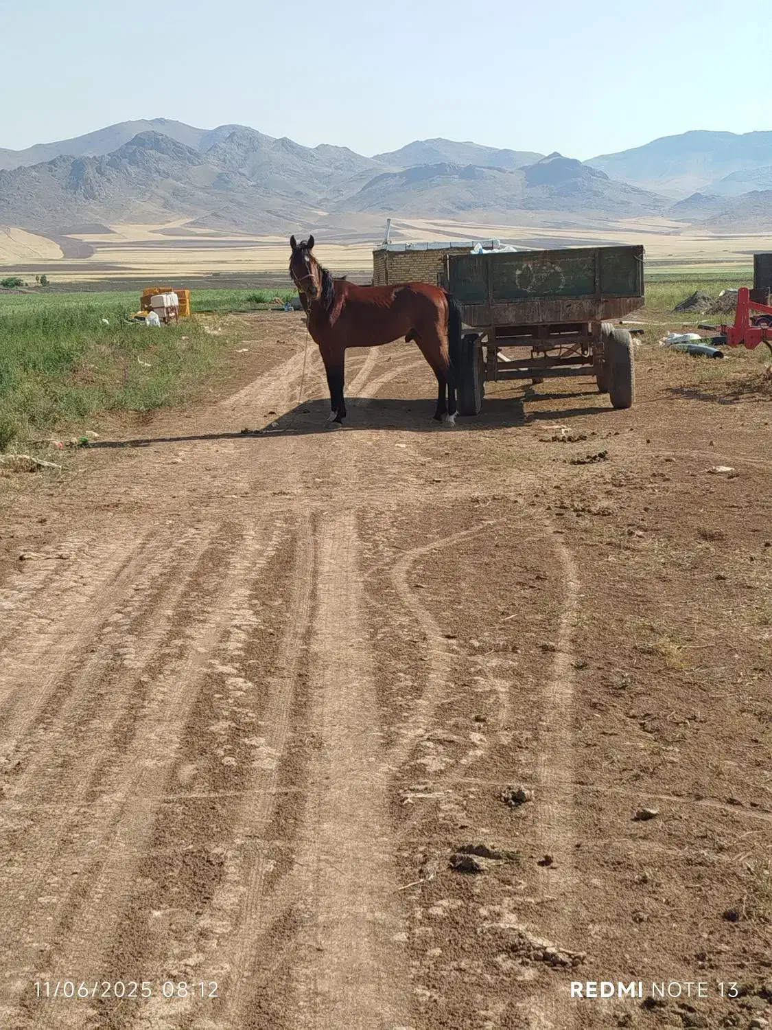 فروشاسب|اسب و تجهیزات اسبسواری|قیدار, |دیوار