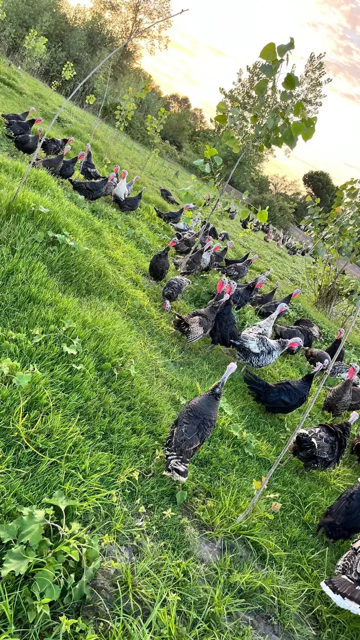 تخم بوقلمون نطفه دار تازه(۸۵ درصد تضمین نطفه)|حیوانات مزرعه|لنگرود, |دیوار