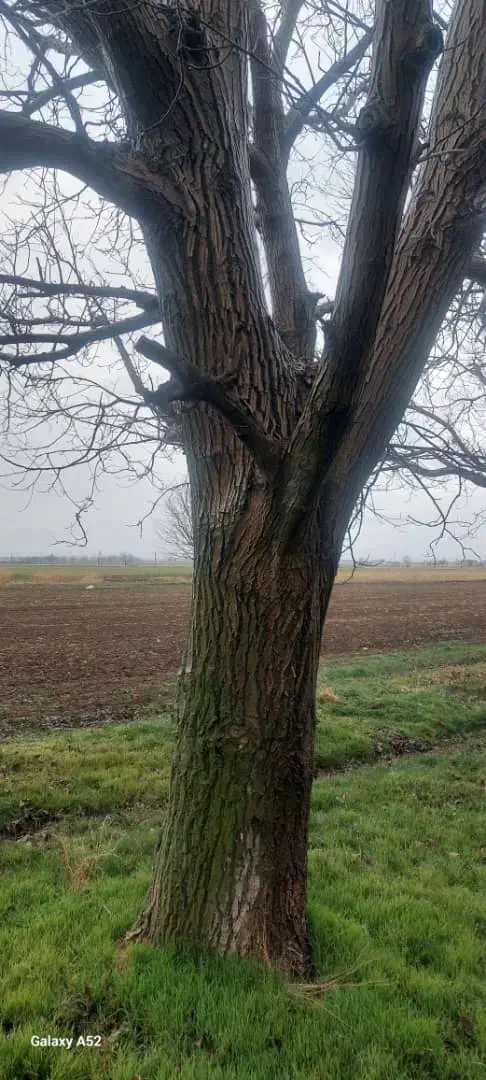 حرص وبرش کاری چ وب|خدمات باغبانی و درختکاری|خزل, |دیوار