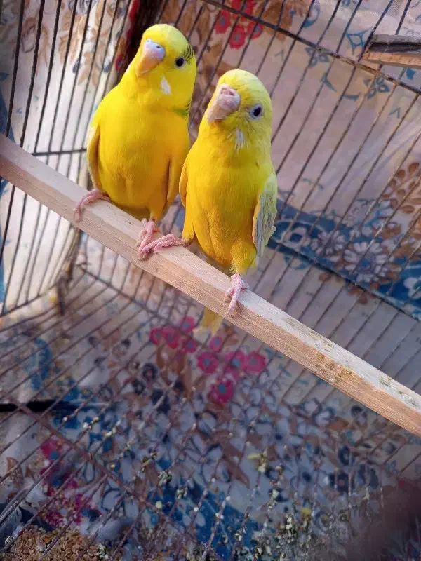 جفت مرغ عشق باتخم|پرنده|زاهدان, |دیوار