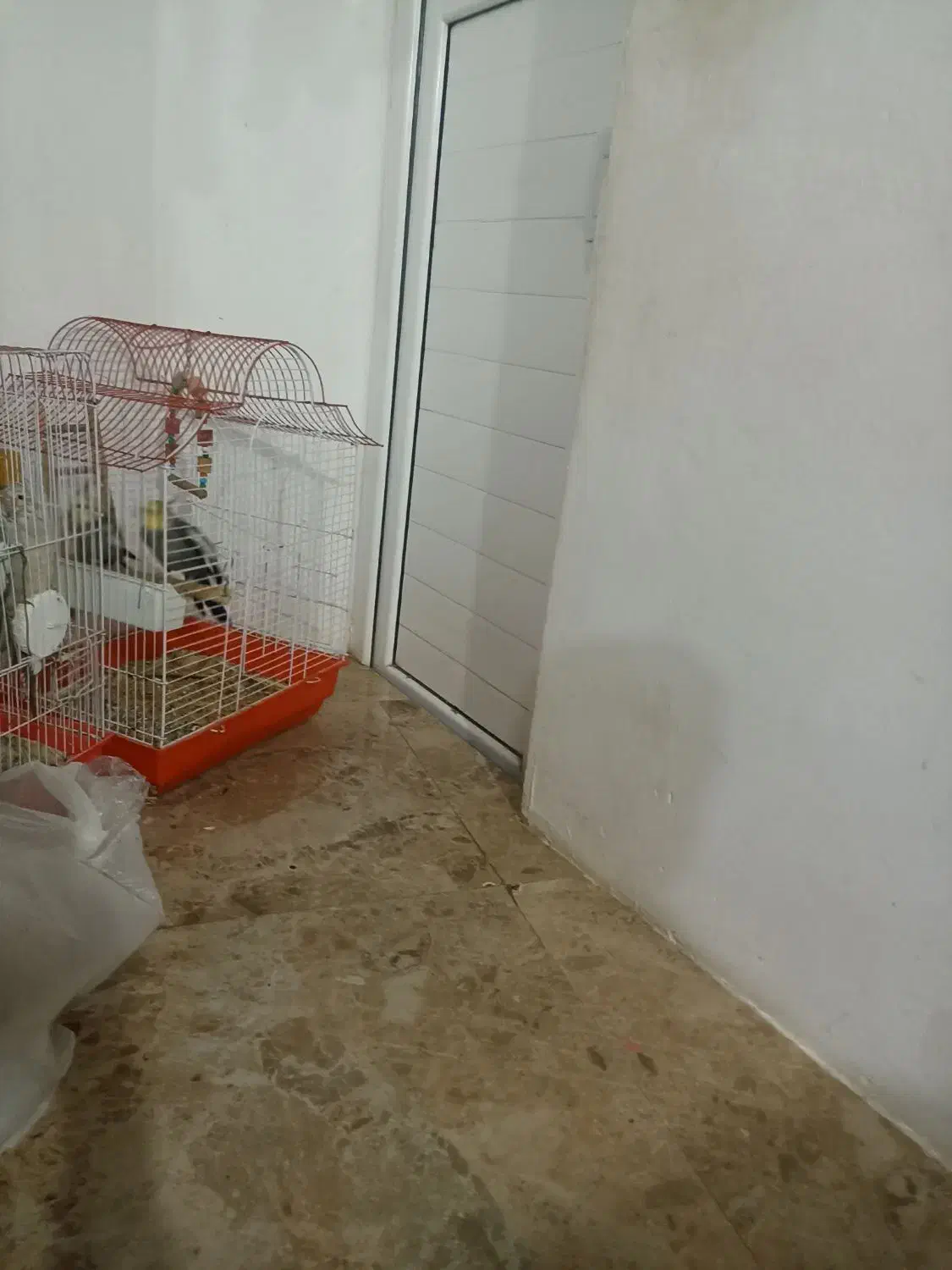 عروس هلندی مولد|پرنده|کلاردشت, |دیوار