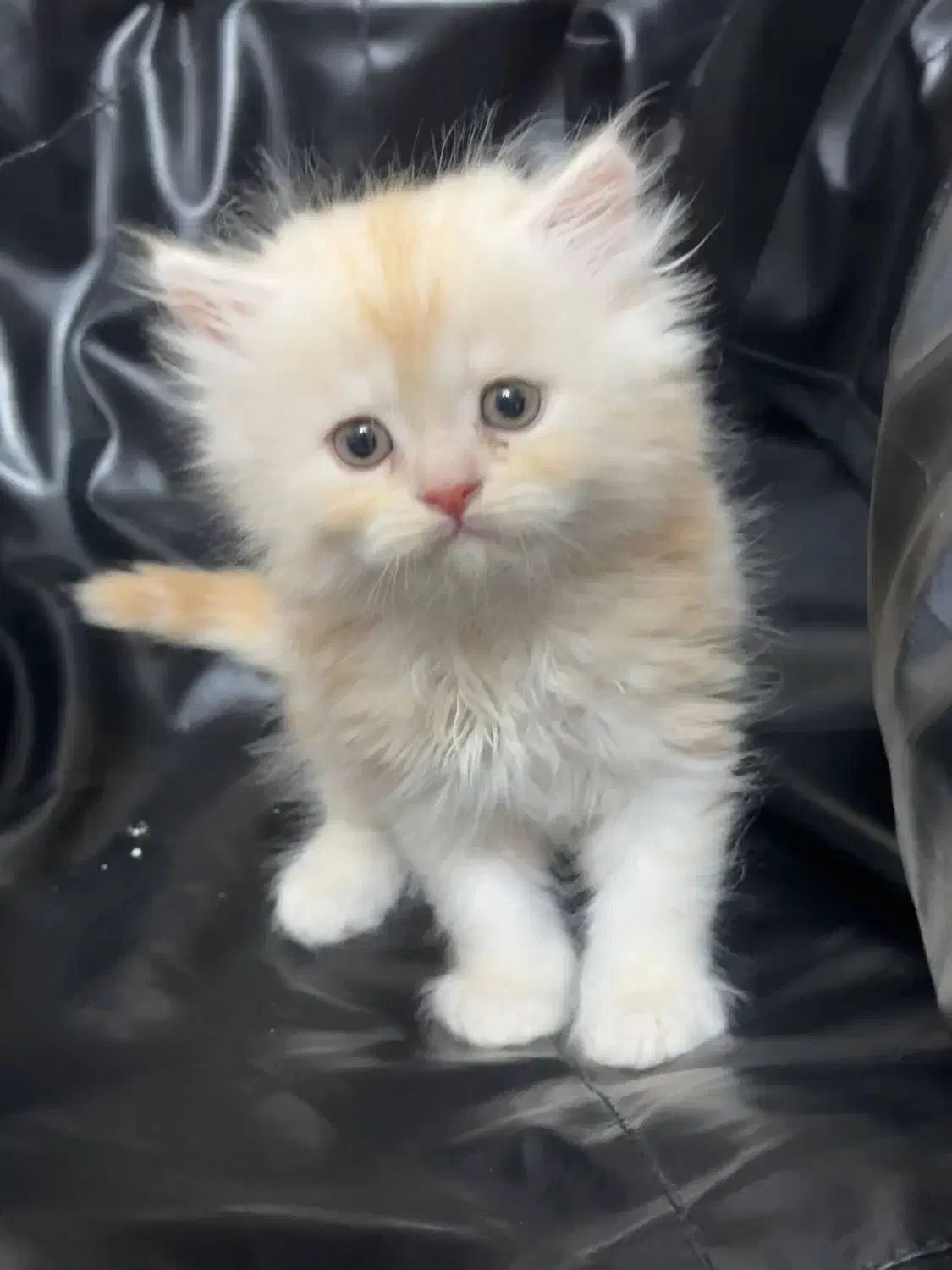 بچه گربه طلایی|گربه|مشهد, شریف|دیوار