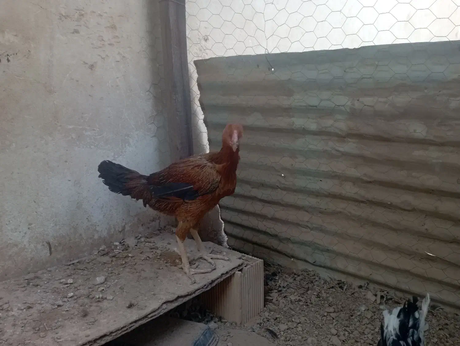 مرغ لاری|حیوانات مزرعه|برخوار, |دیوار