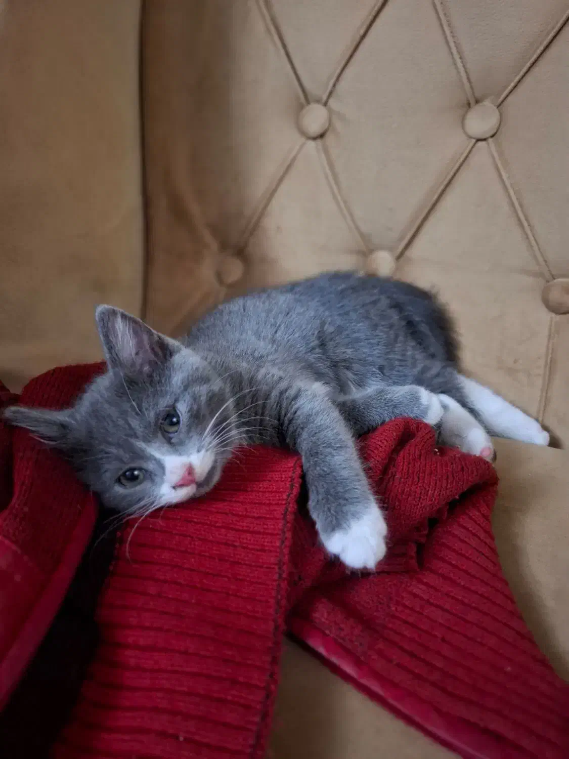 بچه گربه|گربه|تبریز, |دیوار