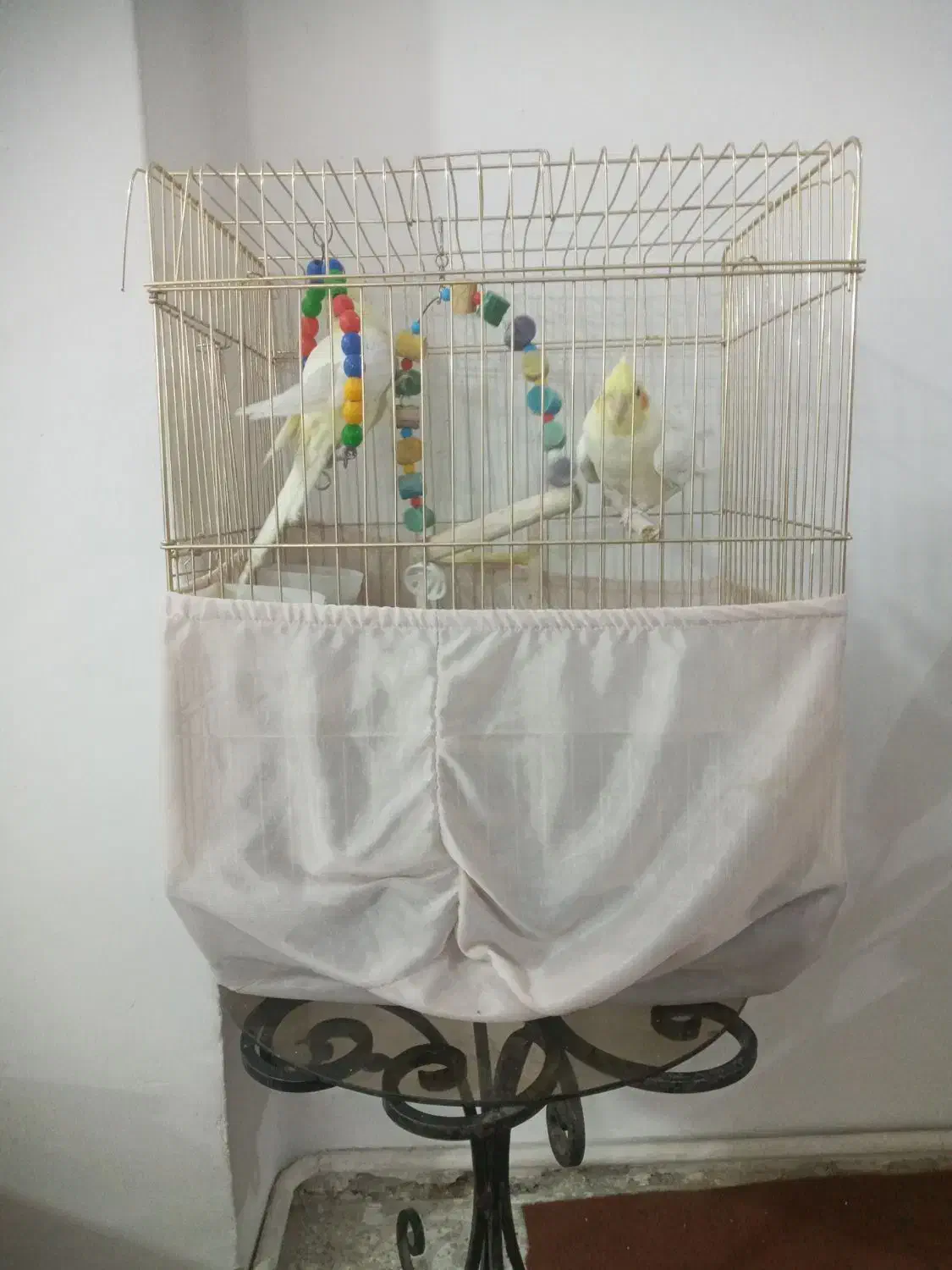 عروس هلندی البینو چش شرابی دستی|پرنده|پاکدشت, پاکدشت (مامازند)|دیوار