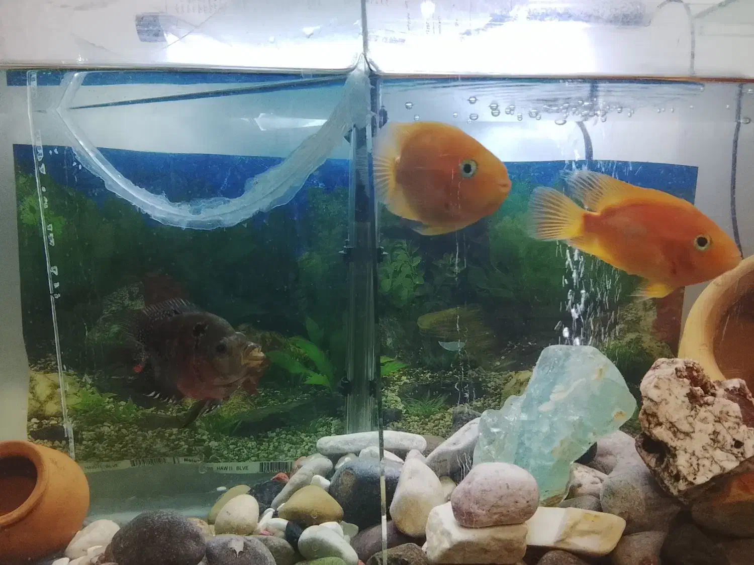 ماهی|ماهی|الوند, |دیوار