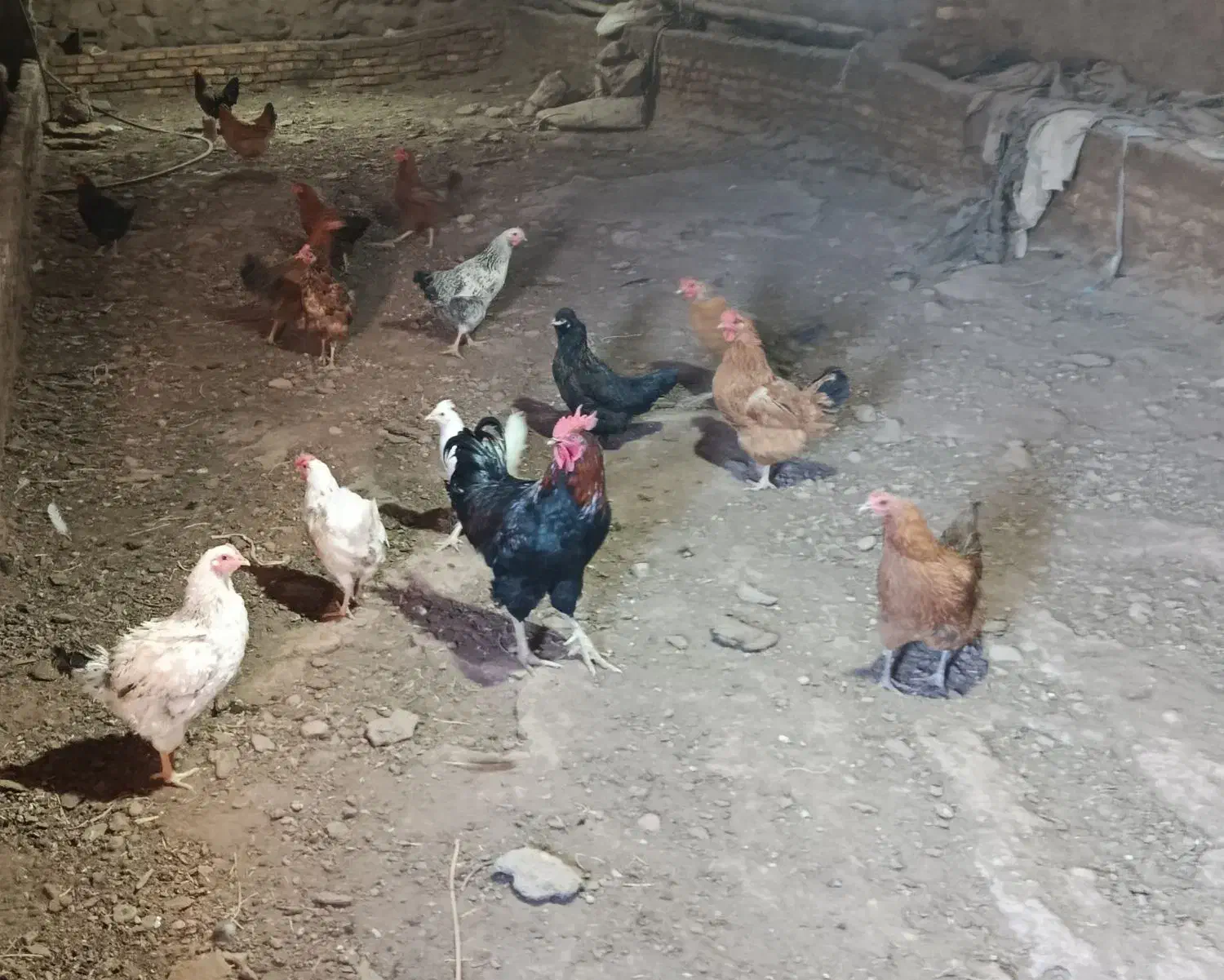 فروشی|حیوانات مزرعه|مرند, |دیوار