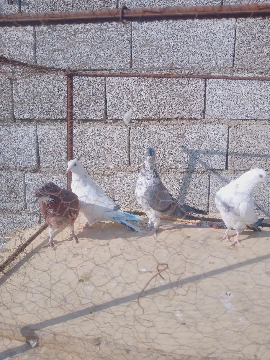 کفتر|پرنده|رودهن, |دیوار