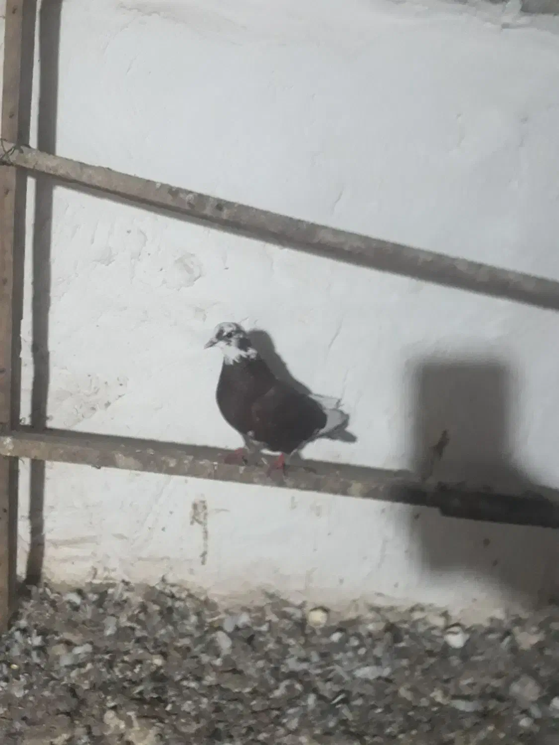 کبوتر غریب گیری|پرنده|مزرعه کتول, |دیوار