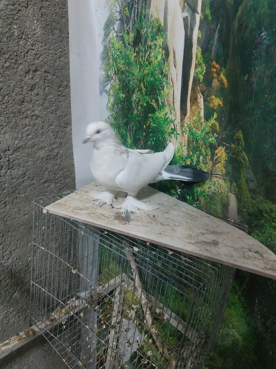 کبوتر ماده|پرنده|شهرکرد, |دیوار