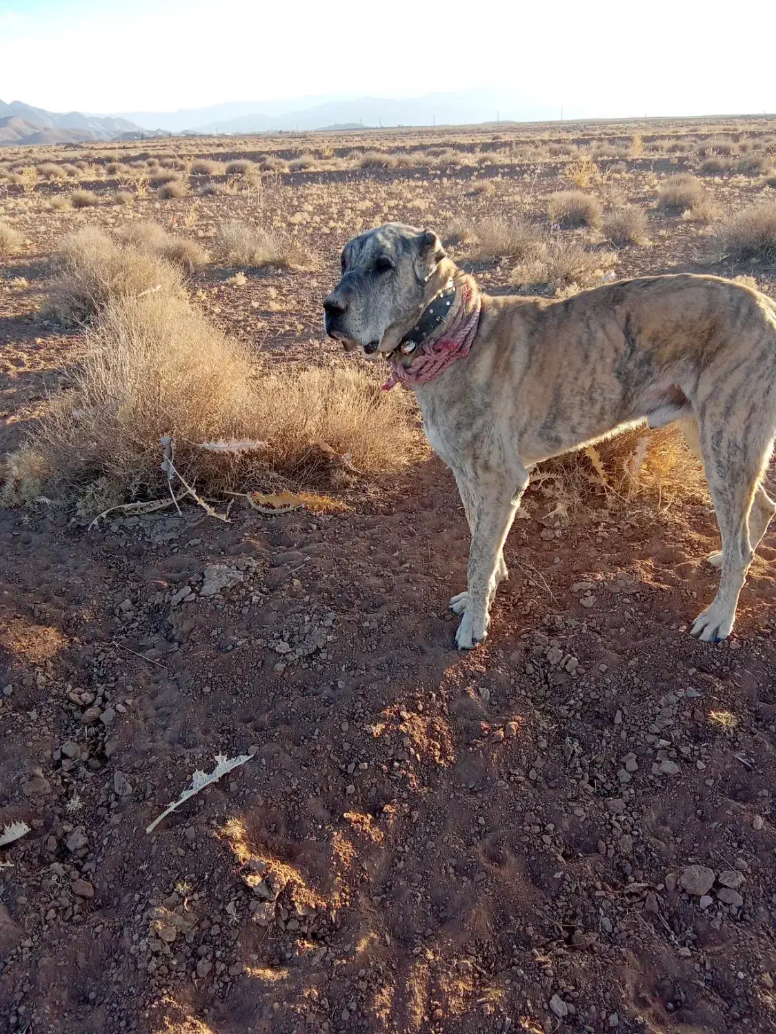 سگ گمشده|حیوانات|زیرکوه, |دیوار