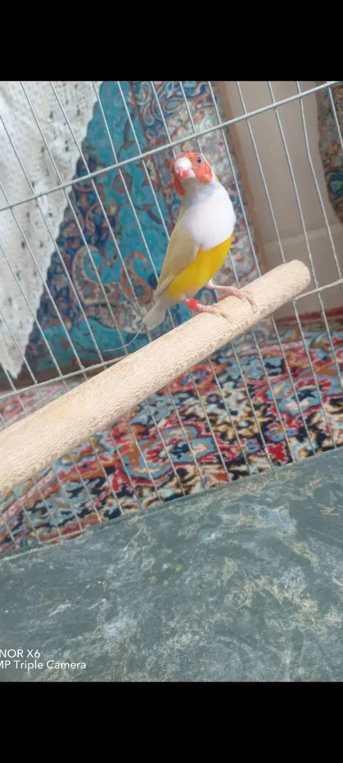 فنچ گلدین نر|پرنده|اردکان, |دیوار