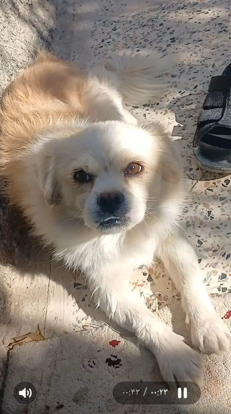 گمشده|سگ|نجف‌آباد, جلال آباد|دیوار