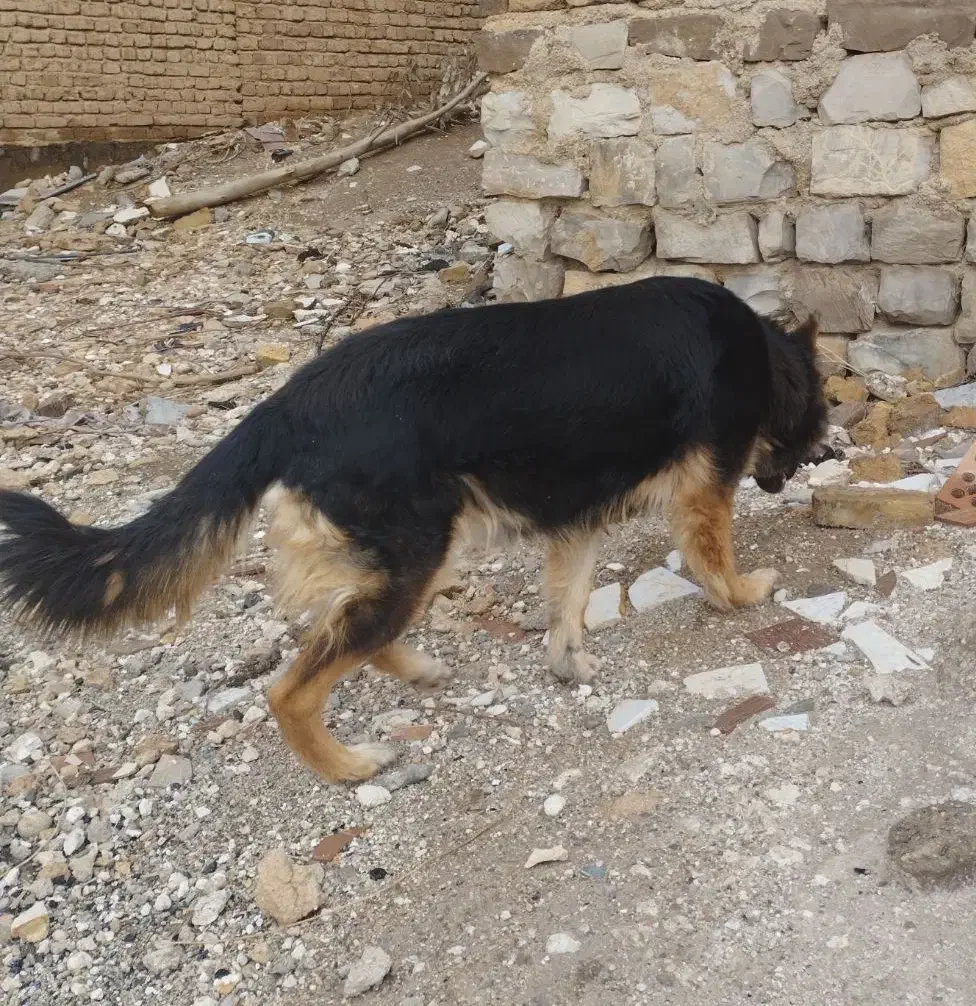 ژرمن شپرد|سگ|قصرشیرین, |دیوار