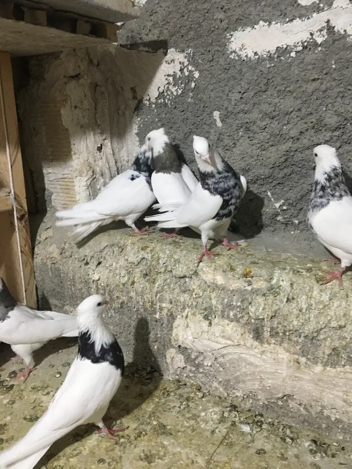 طوقی عالی|پرنده|رباط‌کریم, شترخوار|دیوار