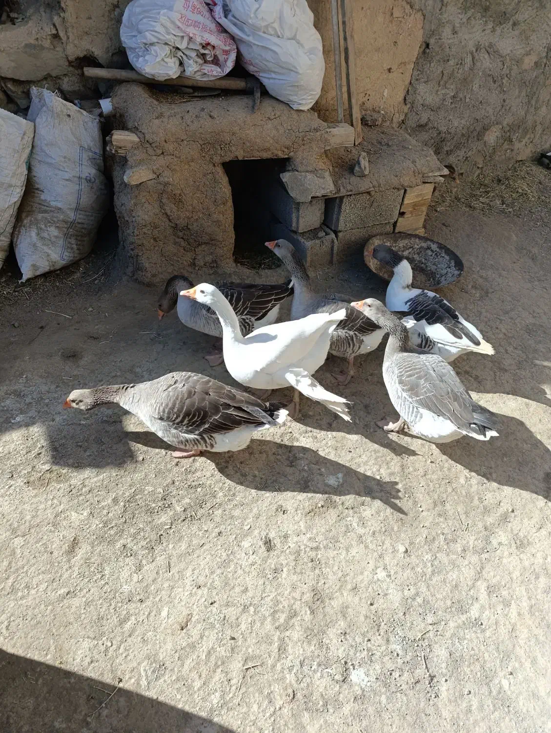 غاز و اردک|حیوانات مزرعه|خاروانا, |دیوار