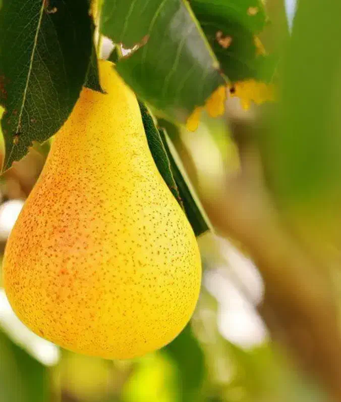 پیش فروش نهال گلابی بیروتی با شرایط چک|خدمات باغبانی و درختکاری|شهمیرزاد, |دیوار
