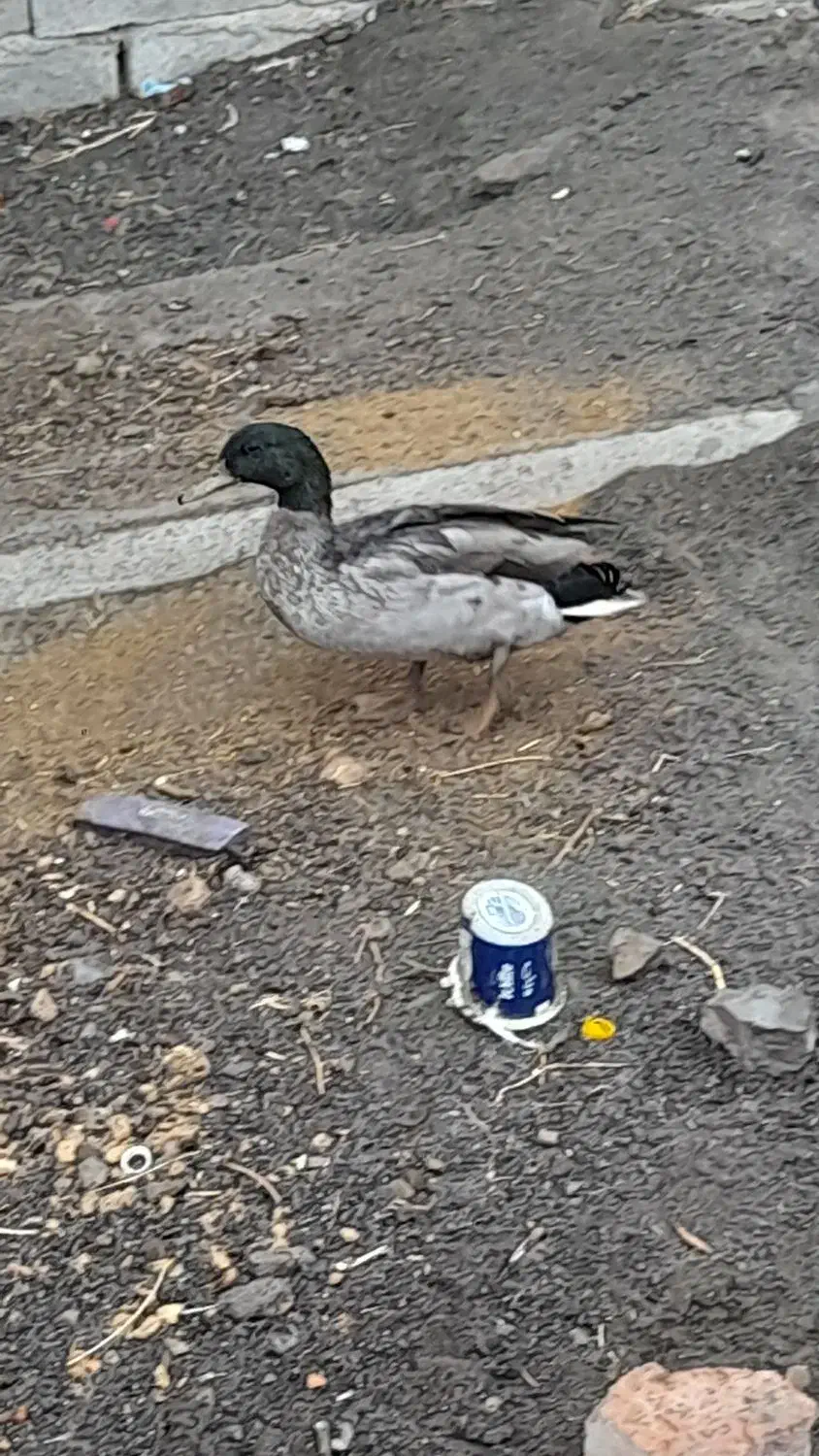 اردک نر پروازی|حیوانات مزرعه|بیستون, |دیوار