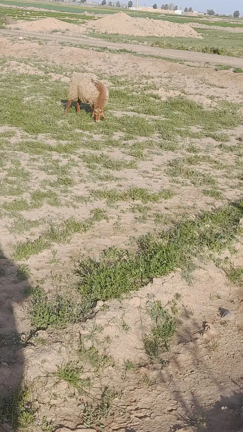 میش،.،|حیوانات مزرعه|فردوس (خراسان), |دیوار