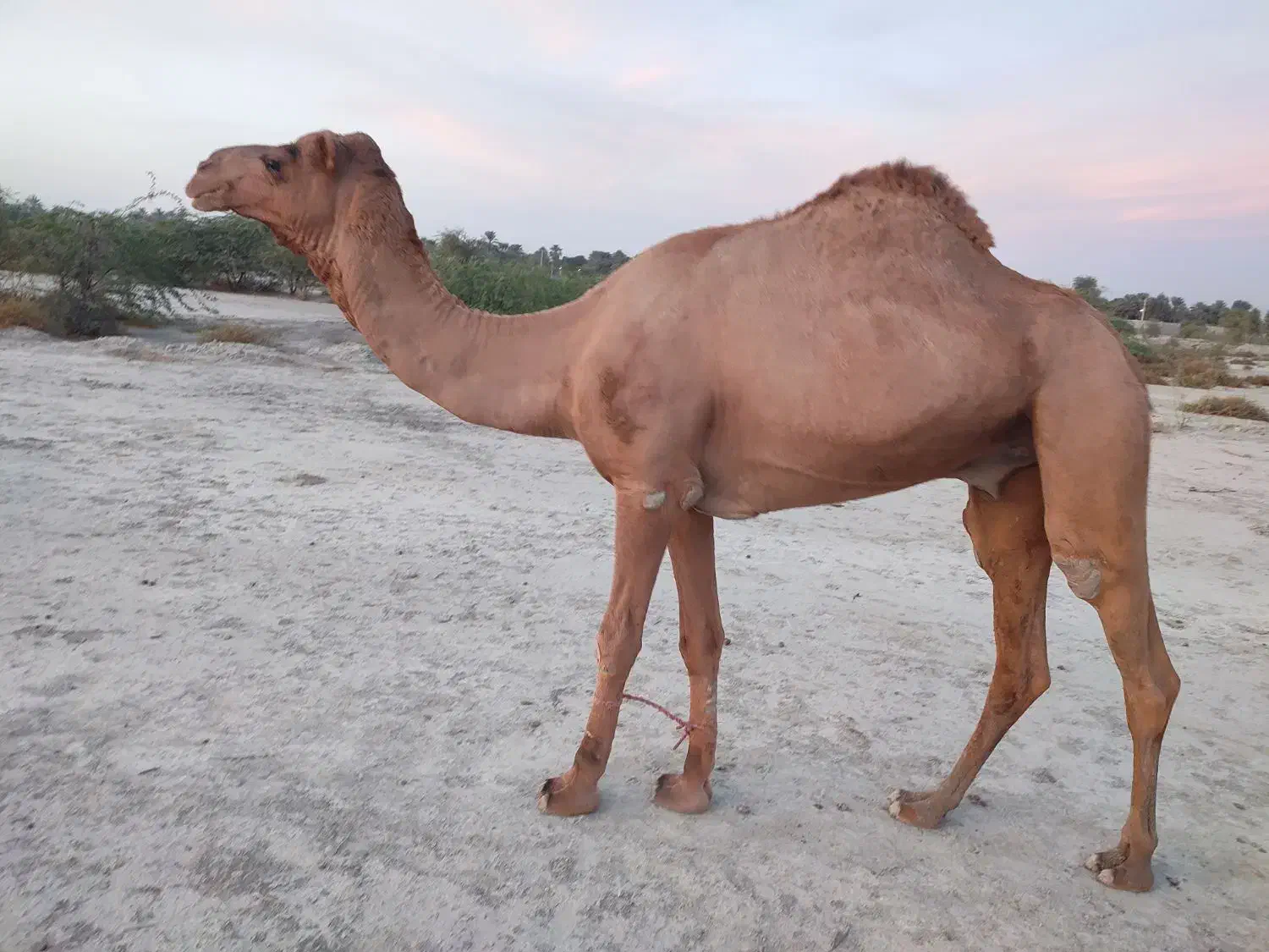 شتر|حیوانات مزرعه|میناب, |دیوار