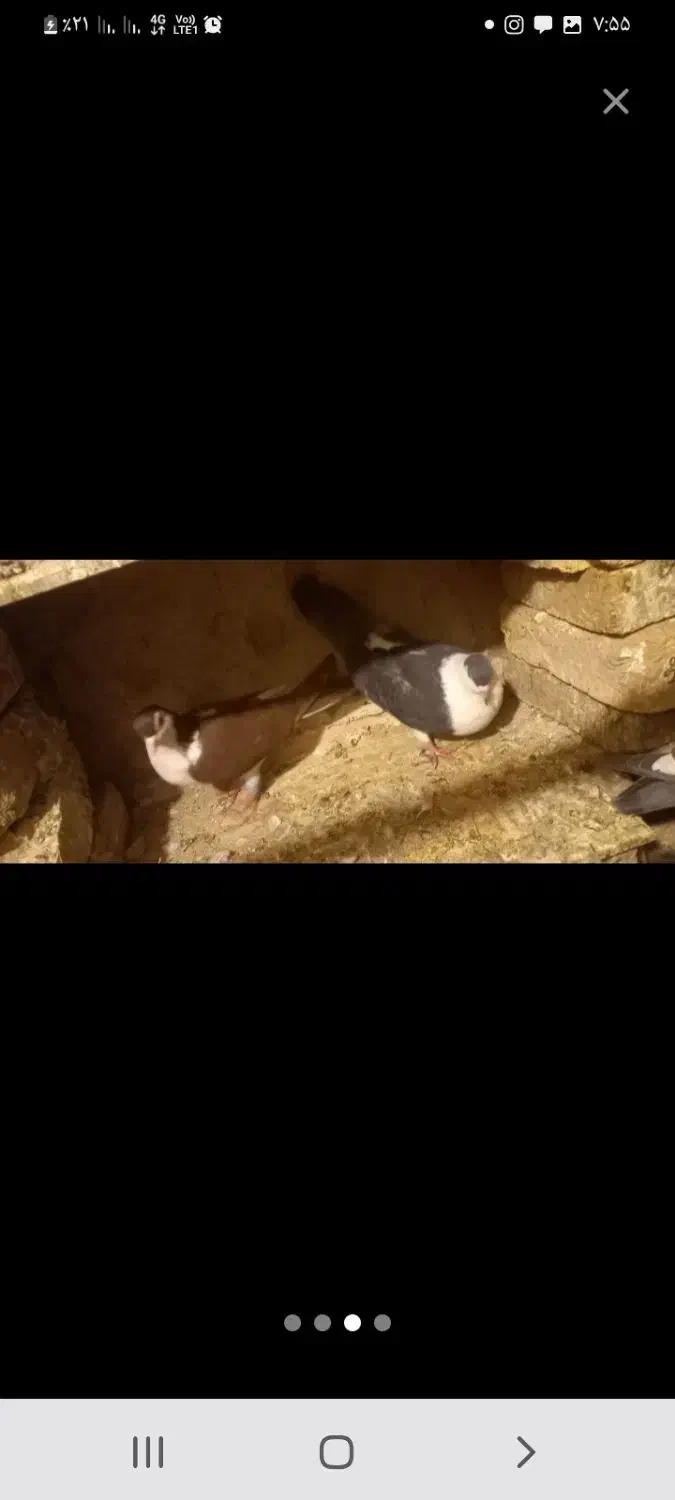 کبوتر چادری یا دمگیر|پرنده|زیباشهر, |دیوار