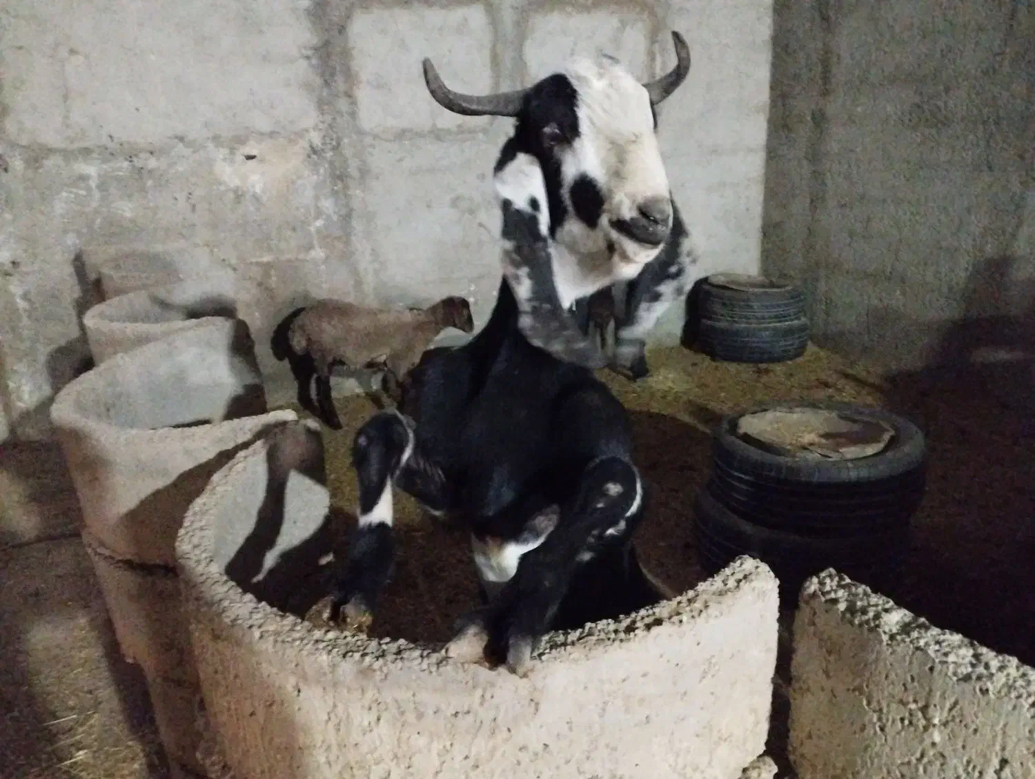 بزغاله نر پاکستانی|حیوانات مزرعه|رامجین, |دیوار