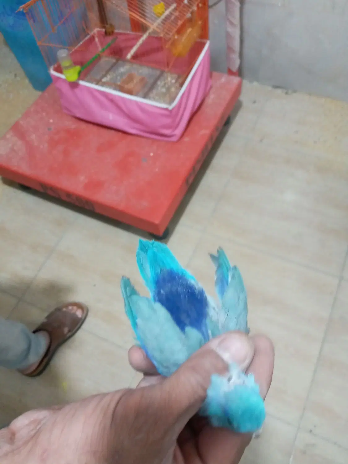 طوطی|پرنده|بم, |دیوار