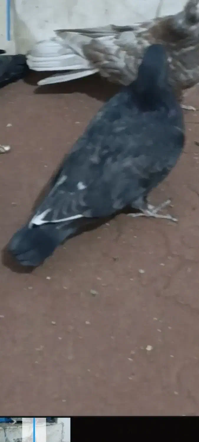 جوجه کبوتر|پرنده|اسلامشهر, مظفریه|دیوار