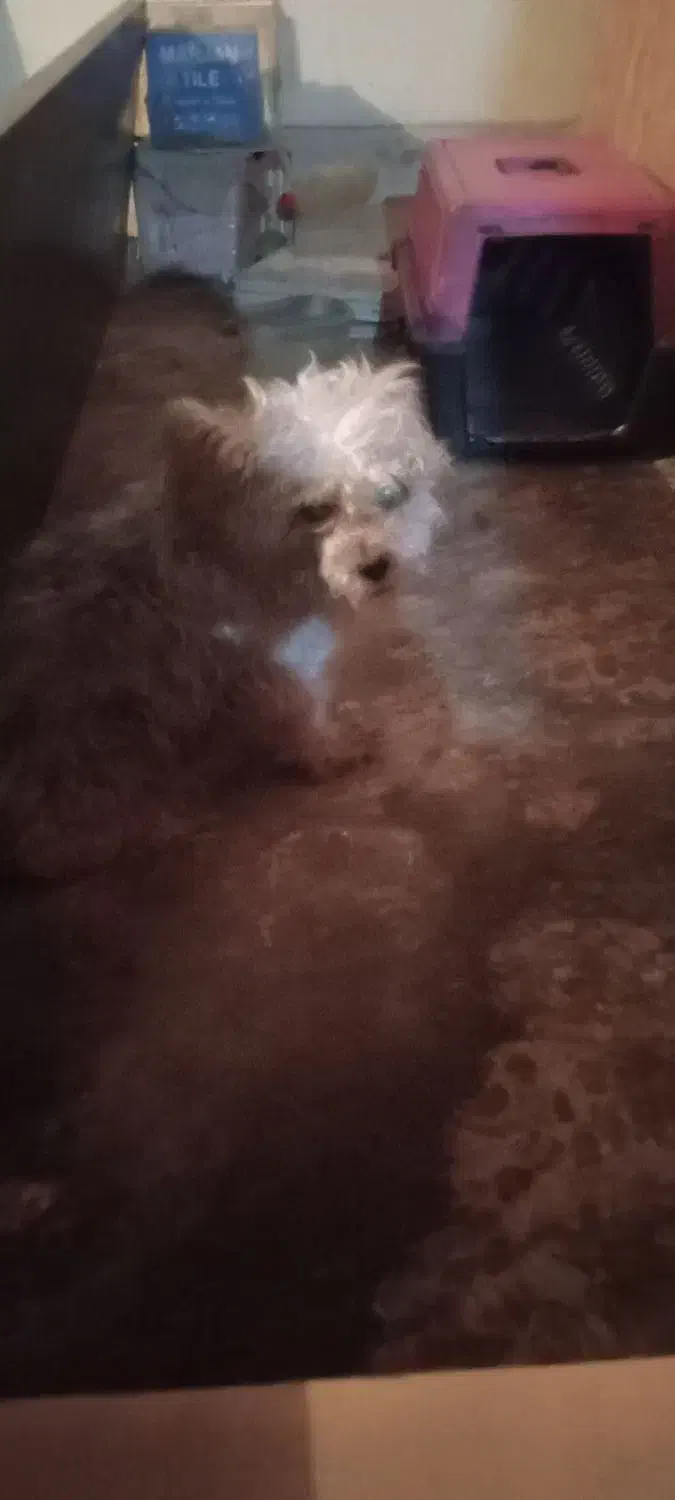 حیوان خانگی|سگ|تهران, پاسداران|دیوار