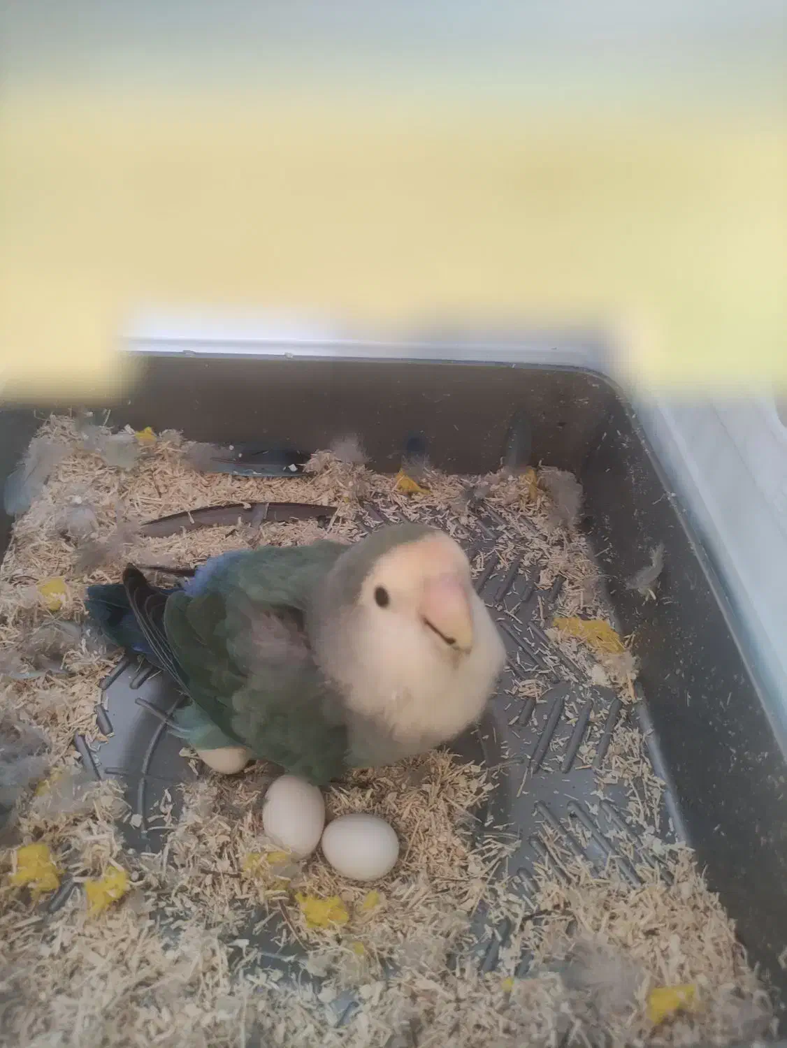 کوتوله|پرنده|شاهینشهر, شهرک ردانی پور|دیوار