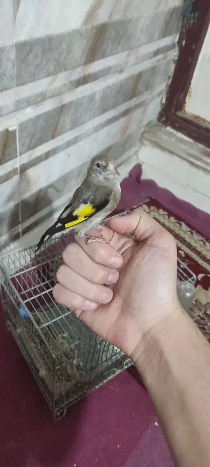 سهره نر گل انداخته|پرنده|ساوه, |دیوار