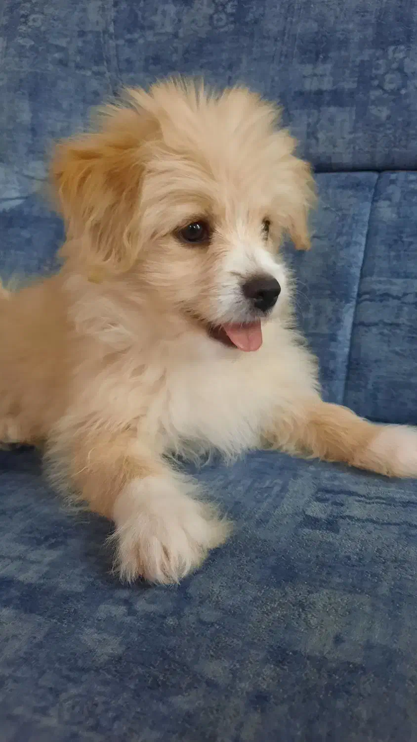 واگزاری رایگان سگ میکس|سگ|فریدونشهر, |دیوار