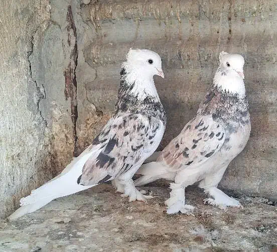 کفتر یه جفت هما سورو کاکولی پرپا خوش خال|پرنده|ری, ولی آباد|دیوار