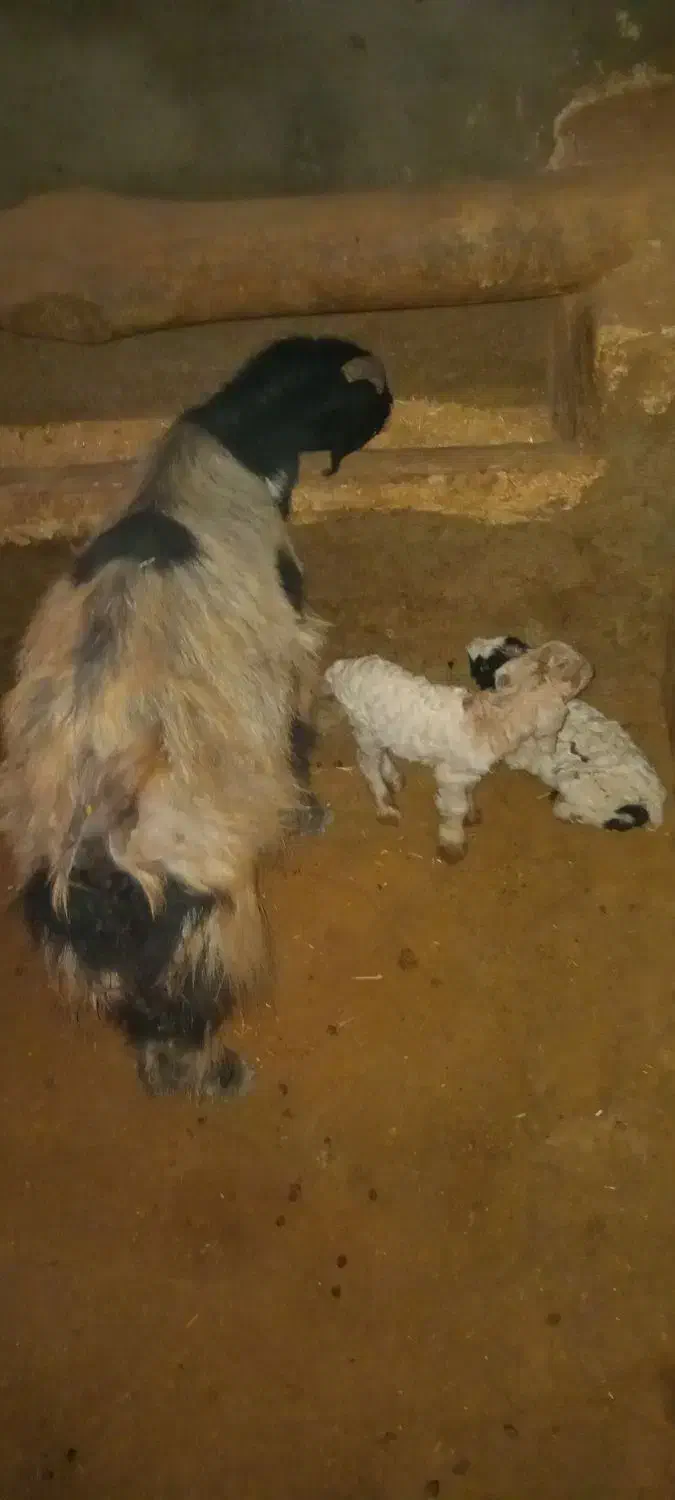 فروش بز و بزغاله|حیوانات مزرعه|قیدار, |دیوار