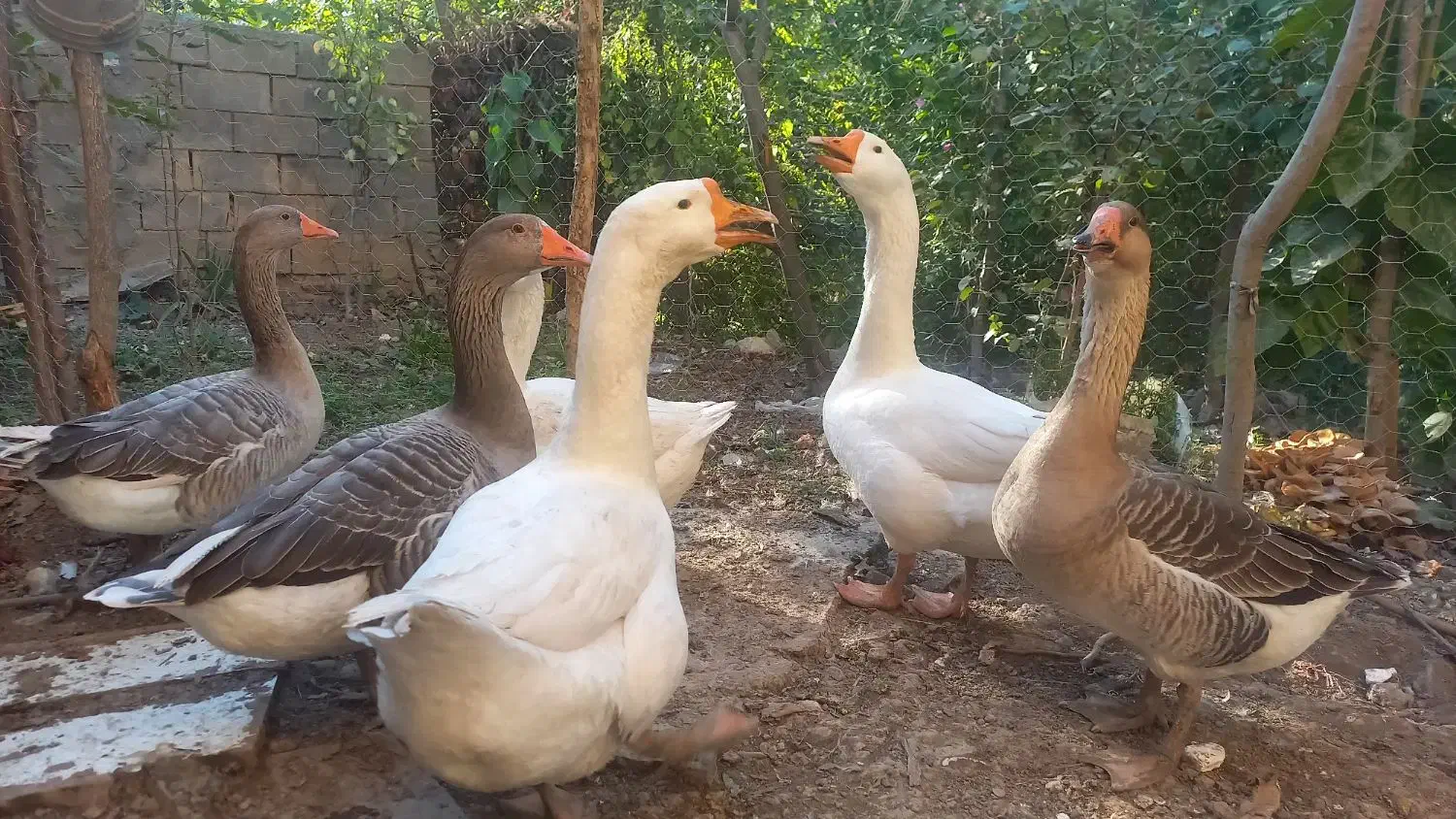 غاز/قوغاز/اردک محلی/اردک خارجی|حیوانات مزرعه|دوزین, |دیوار