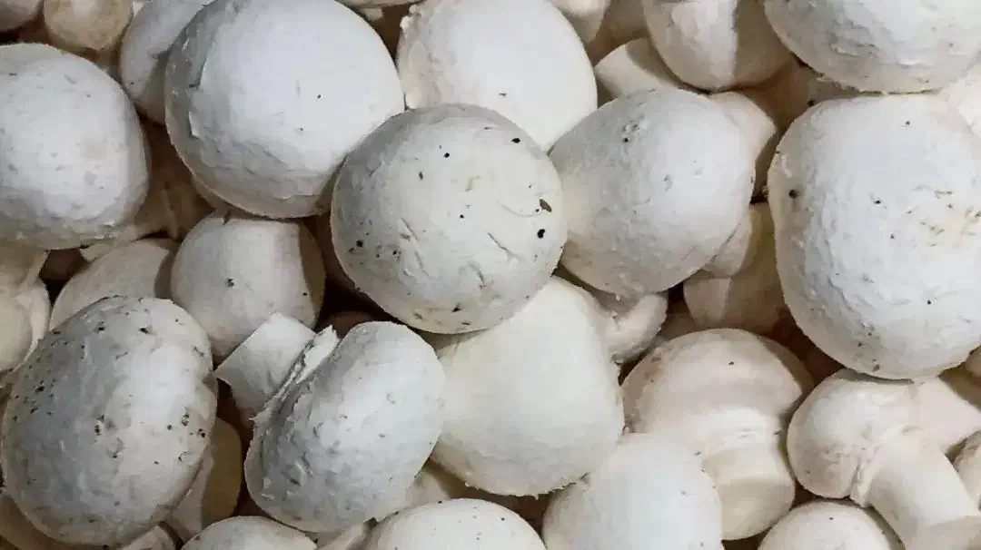 قارچ لوکس ودرجه۳|عمده‌فروشی|کتالم و سادات شهر, |دیوار