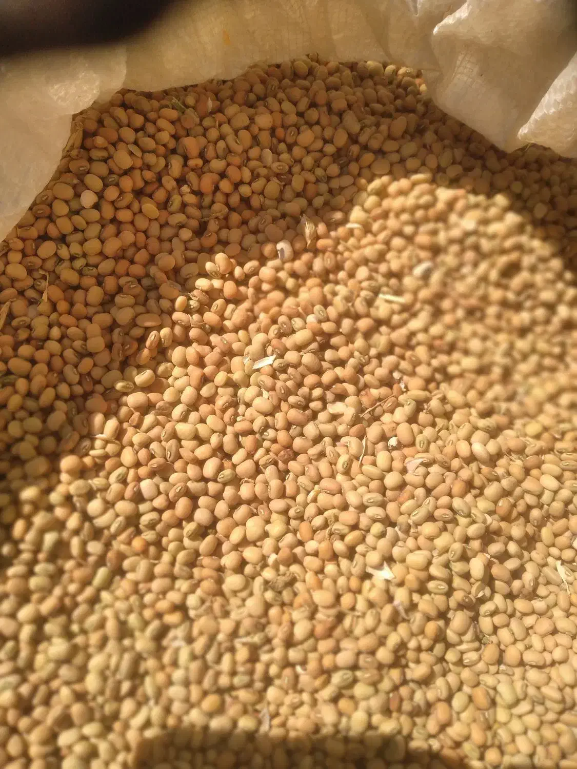 فروش لوبیای محلی|خوردنی و آشامیدنی|حور, |دیوار