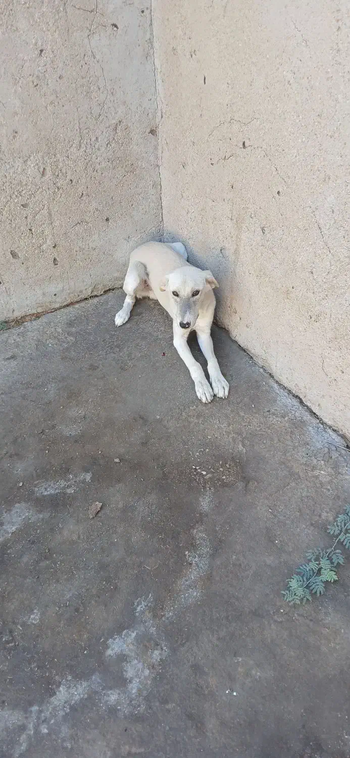 ۲ عدد سگ|سگ|خرمشهر, |دیوار