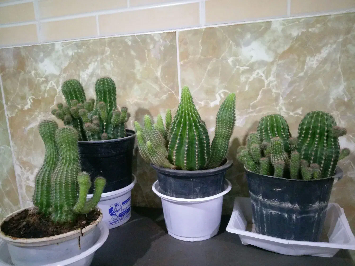 گل فیکوس|گل و گیاه طبیعی|تربت‌حیدریه, بهشت عسکری|دیوار