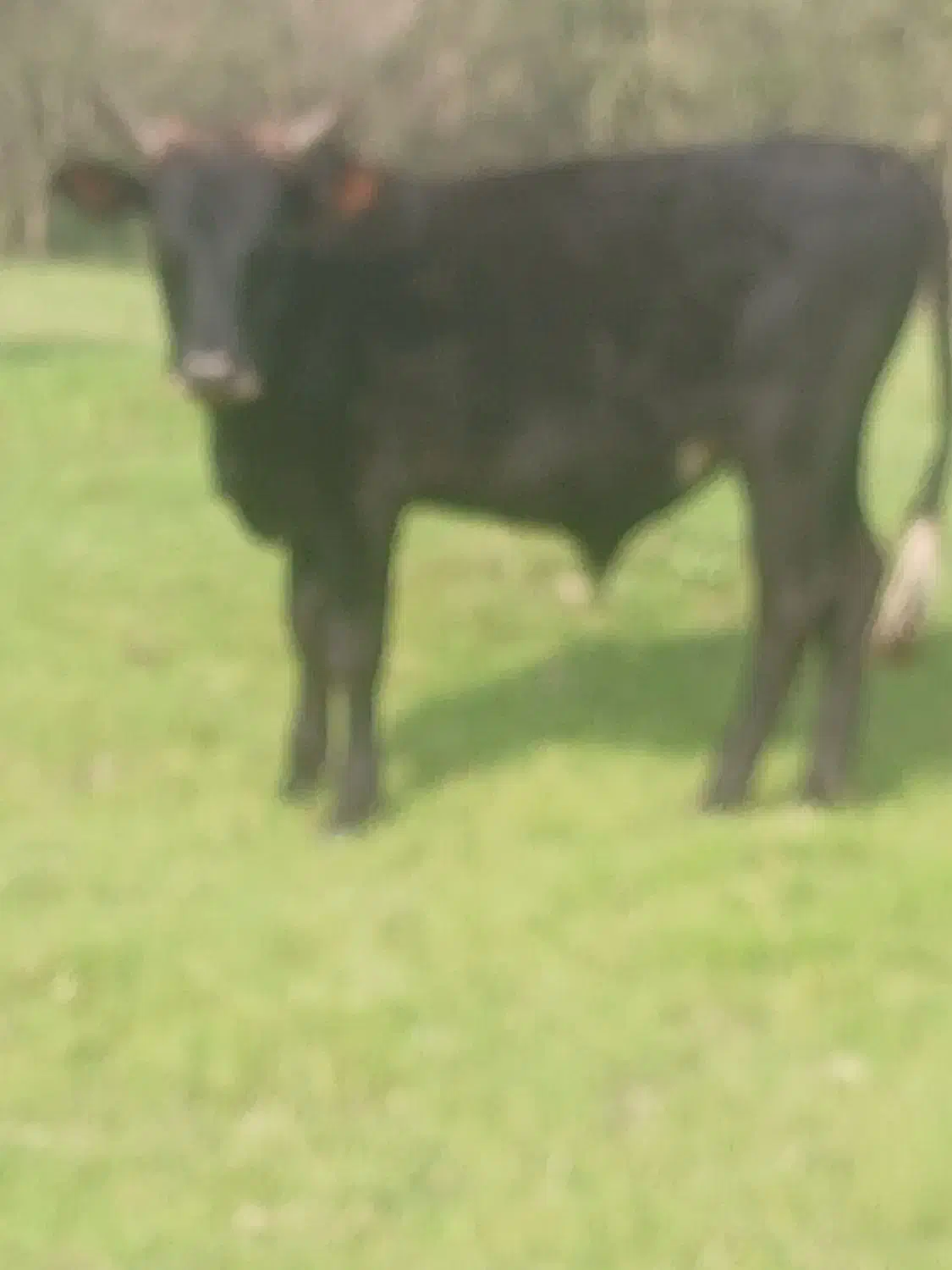 دوراس ورزاکوله سیمین تال وچالوسی|حیوانات مزرعه|آستانه اشرفیه, |دیوار