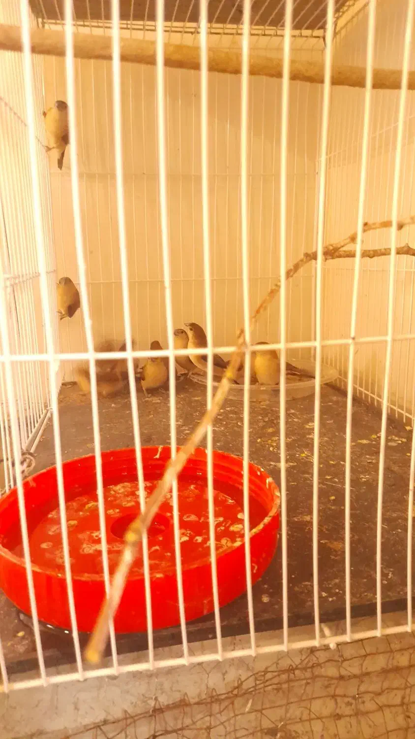 فروش فنچ پرنده زیبا|پرنده|بم, |دیوار