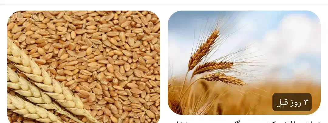 گندم بذری|خدمات باغبانی و درختکاری|جوانرود, |دیوار