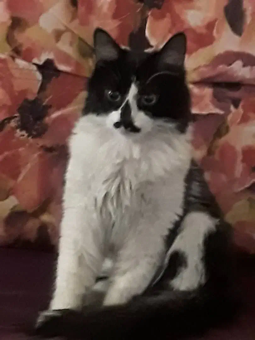 واگذاری گریه نر 6 ماهه|گربه|تهران, ارامنه|دیوار