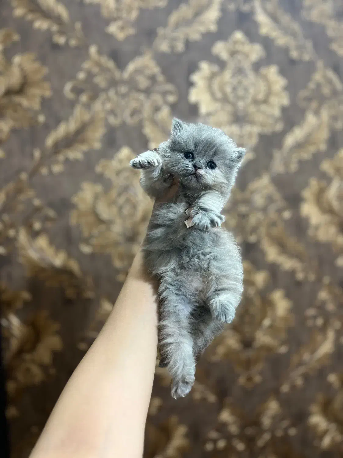 بچه گربه پرشین اصیل|گربه|بجنورد, |دیوار